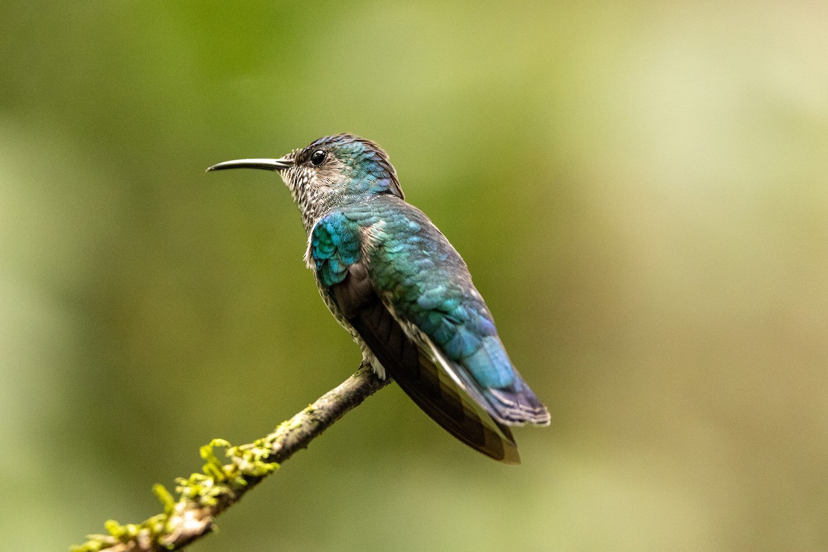 White-necked Jacobin - ML620004051