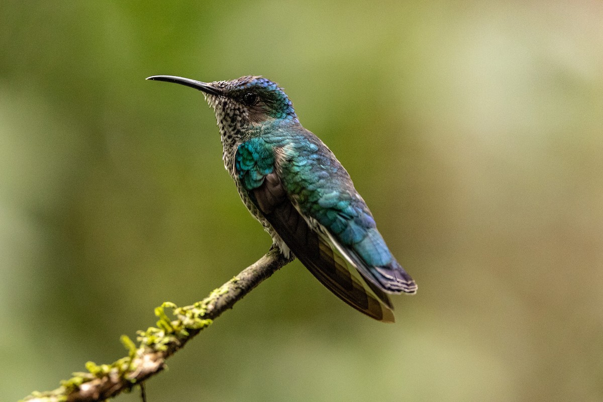 White-necked Jacobin - ML620004052