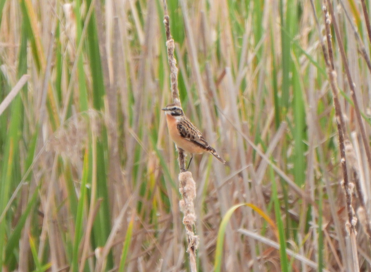 Whinchat - ML620004053