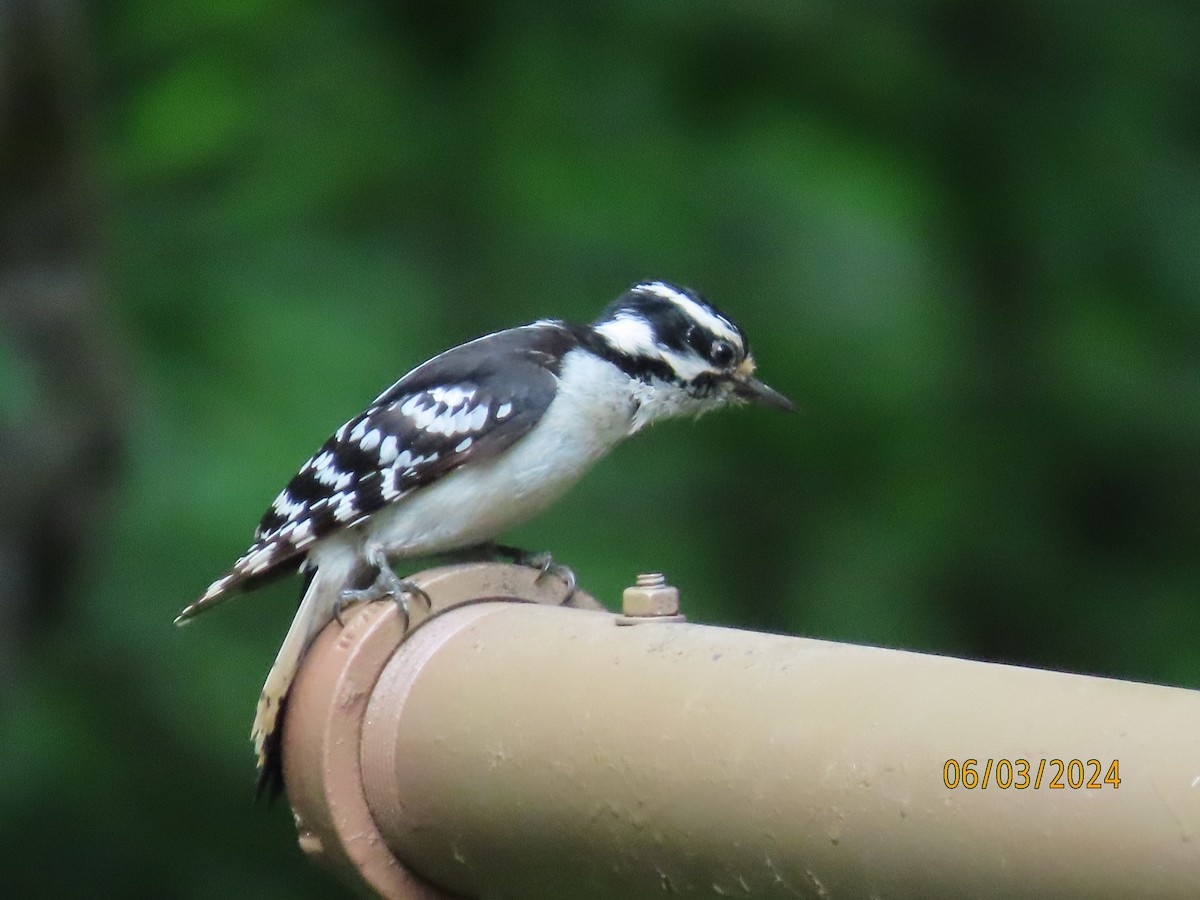 Downy Woodpecker - ML620004055