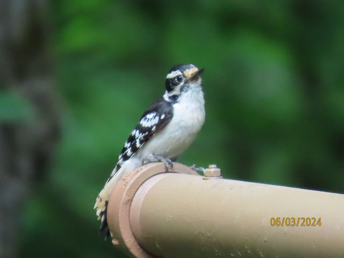 Downy Woodpecker - ML620004056