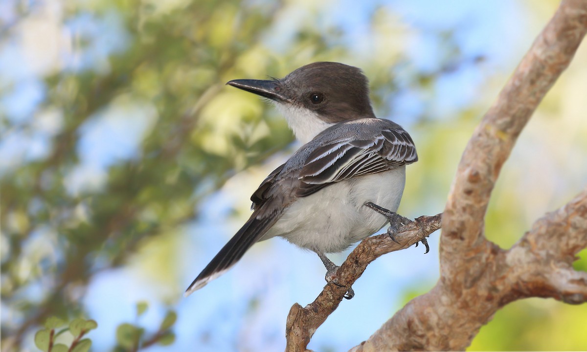 Loggerhead Kingbird - ML620004058