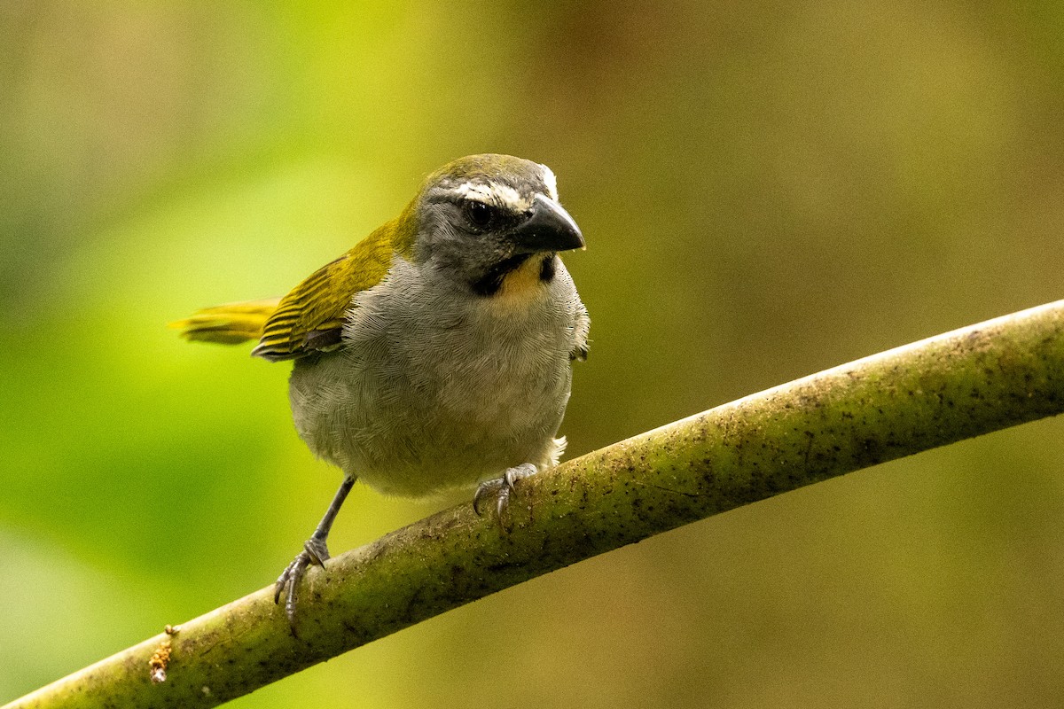 Buff-throated Saltator - ML620004067