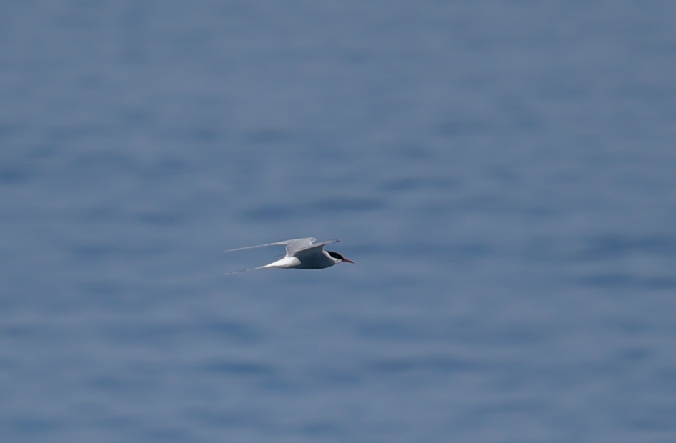 Arctic Tern - ML620004069