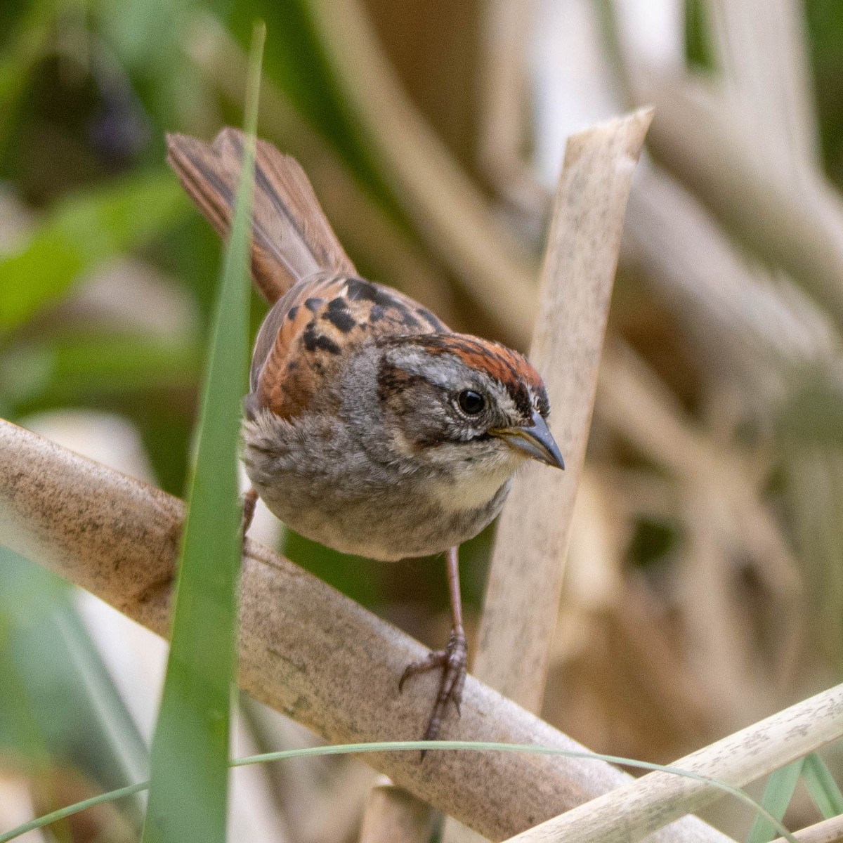 Swamp Sparrow - ML620004075