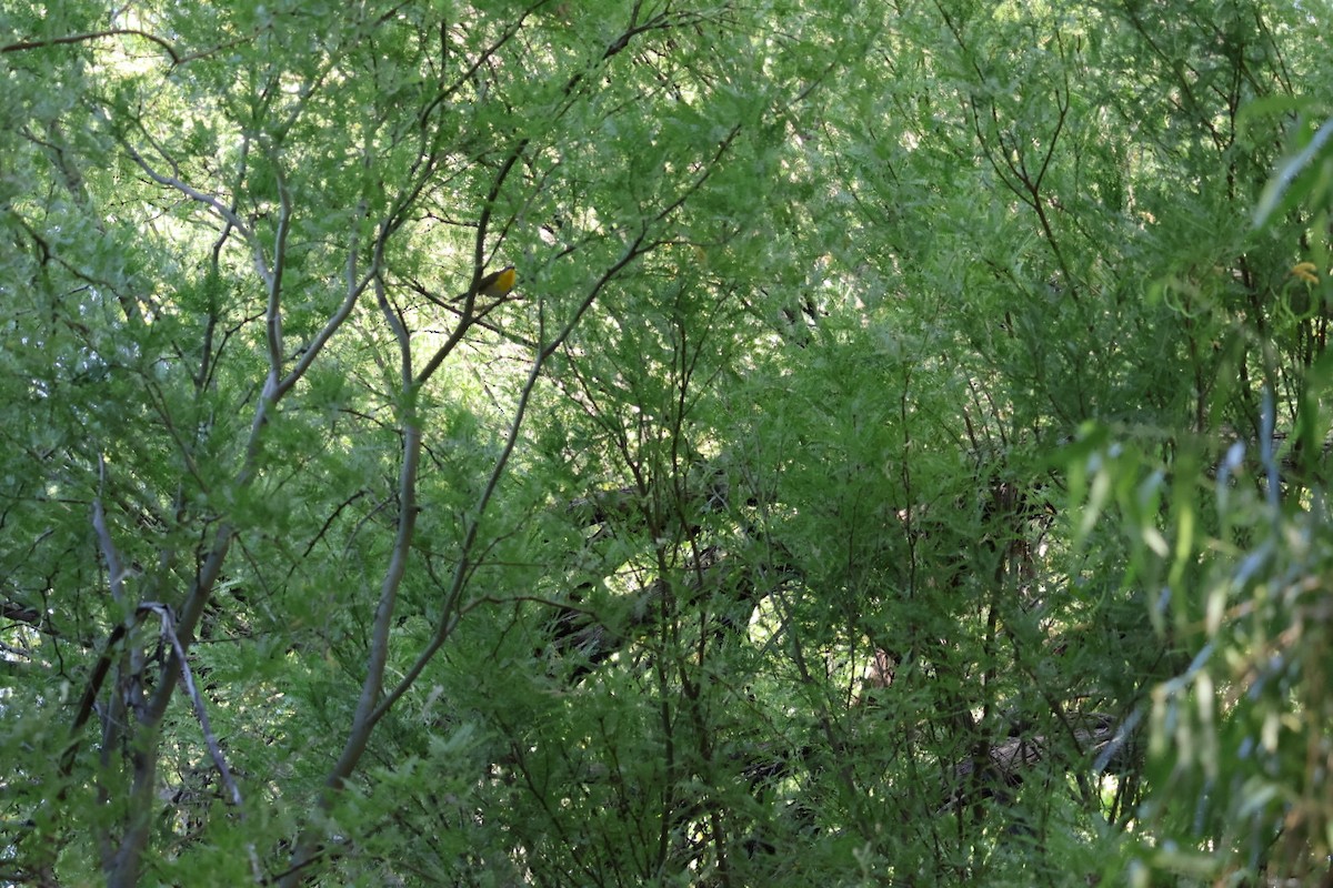 Yellow-breasted Chat - ML620004079