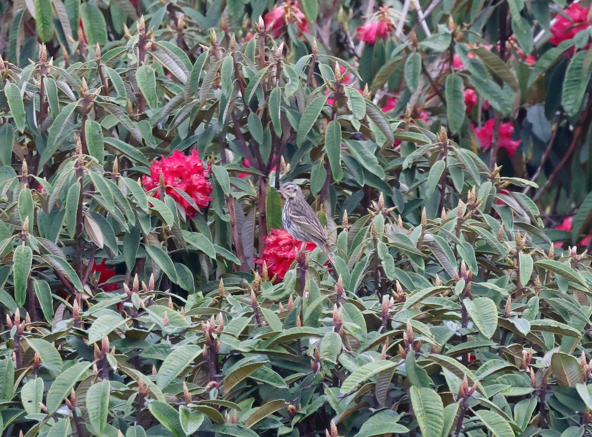 Olive-backed Pipit - ML620004082