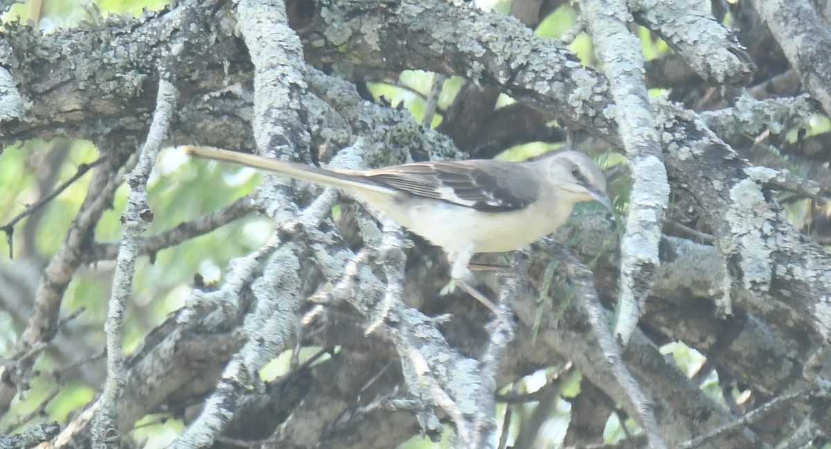 Northern Mockingbird - ML620004083