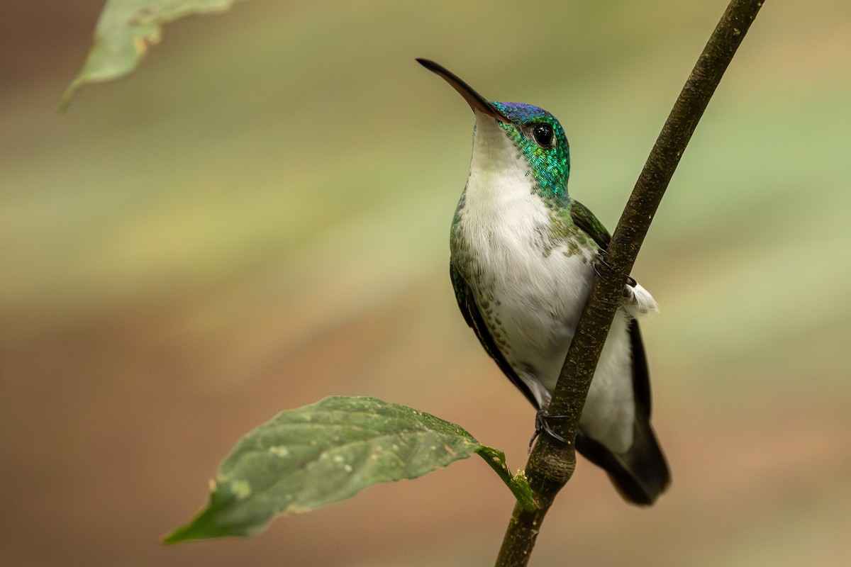 kolibřík andský - ML620004087