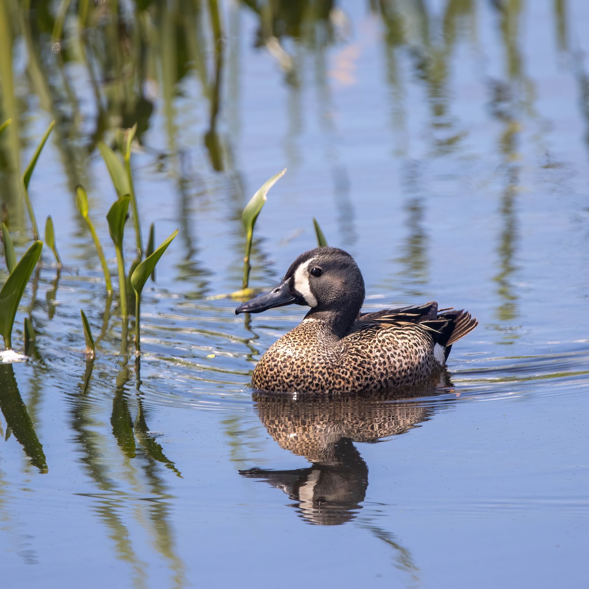 Blue-winged Teal - ML620004089