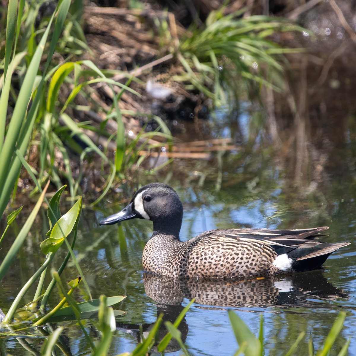 Blue-winged Teal - ML620004090