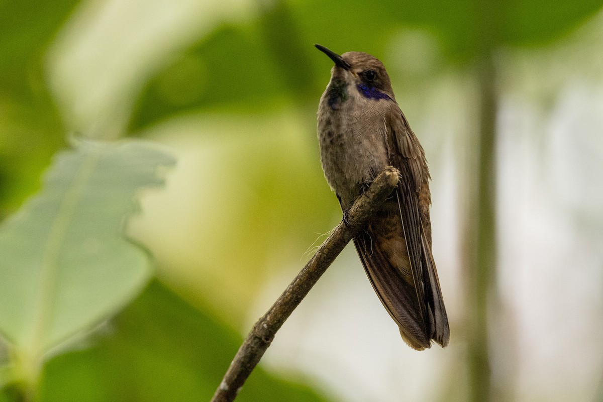 kolibřík fialovouchý - ML620004095