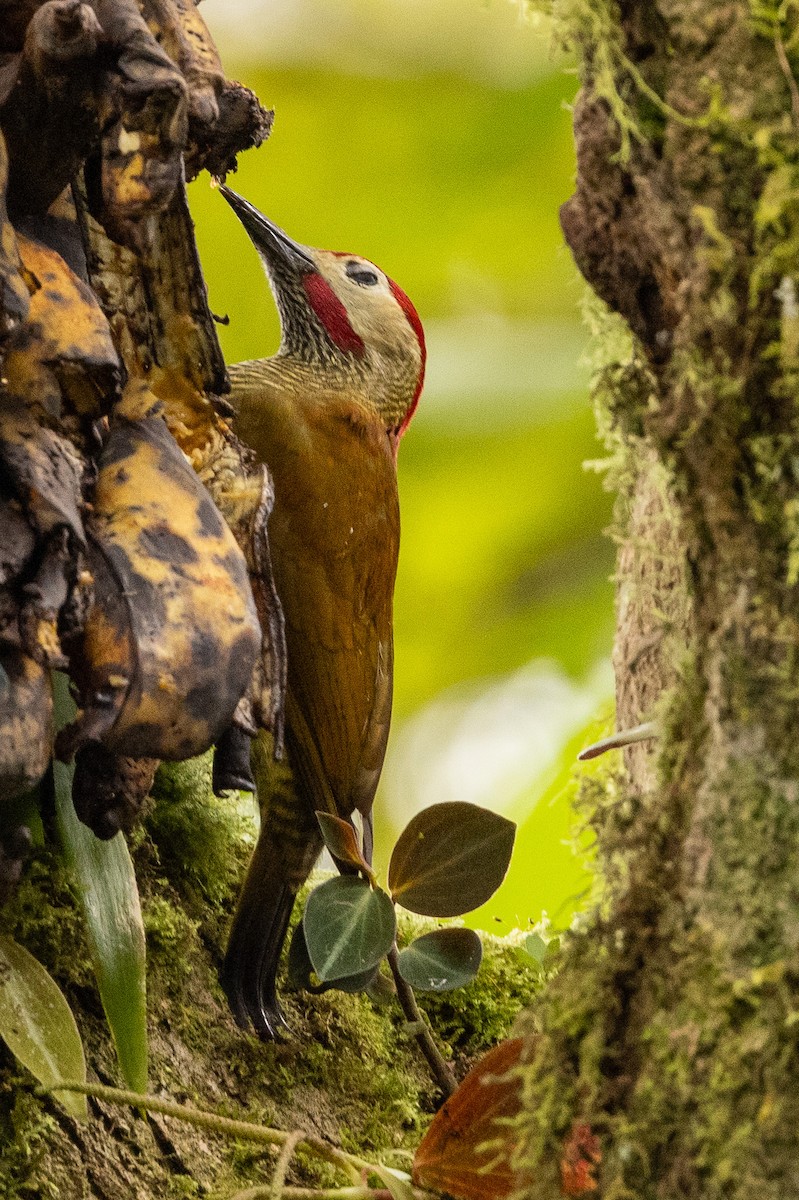 Golden-olive Woodpecker - Michael Cook