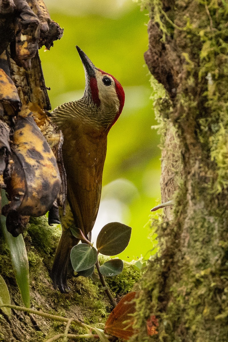 Golden-olive Woodpecker - ML620004101