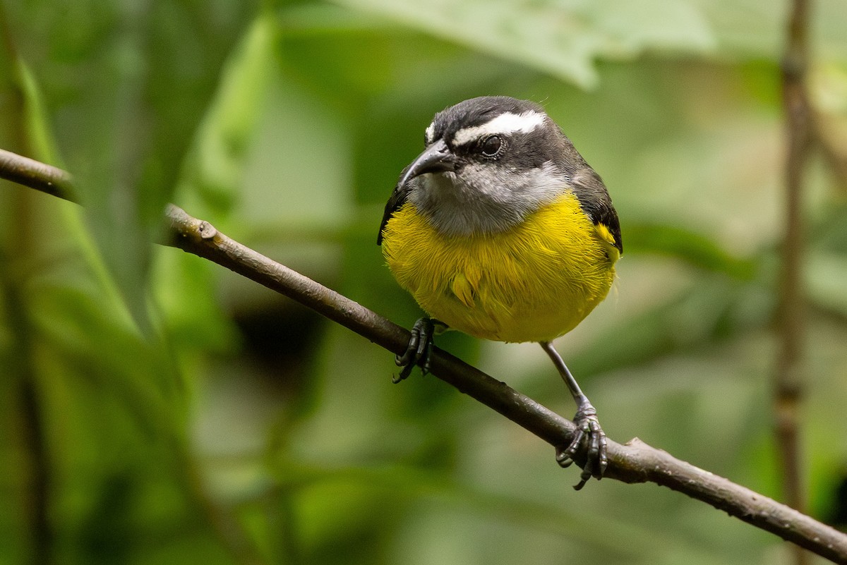 Bananaquit - ML620004112