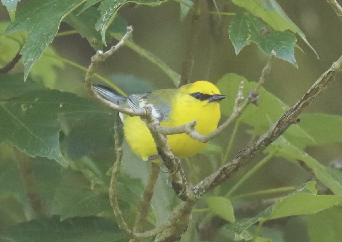 Blue-winged Warbler - ML620004122