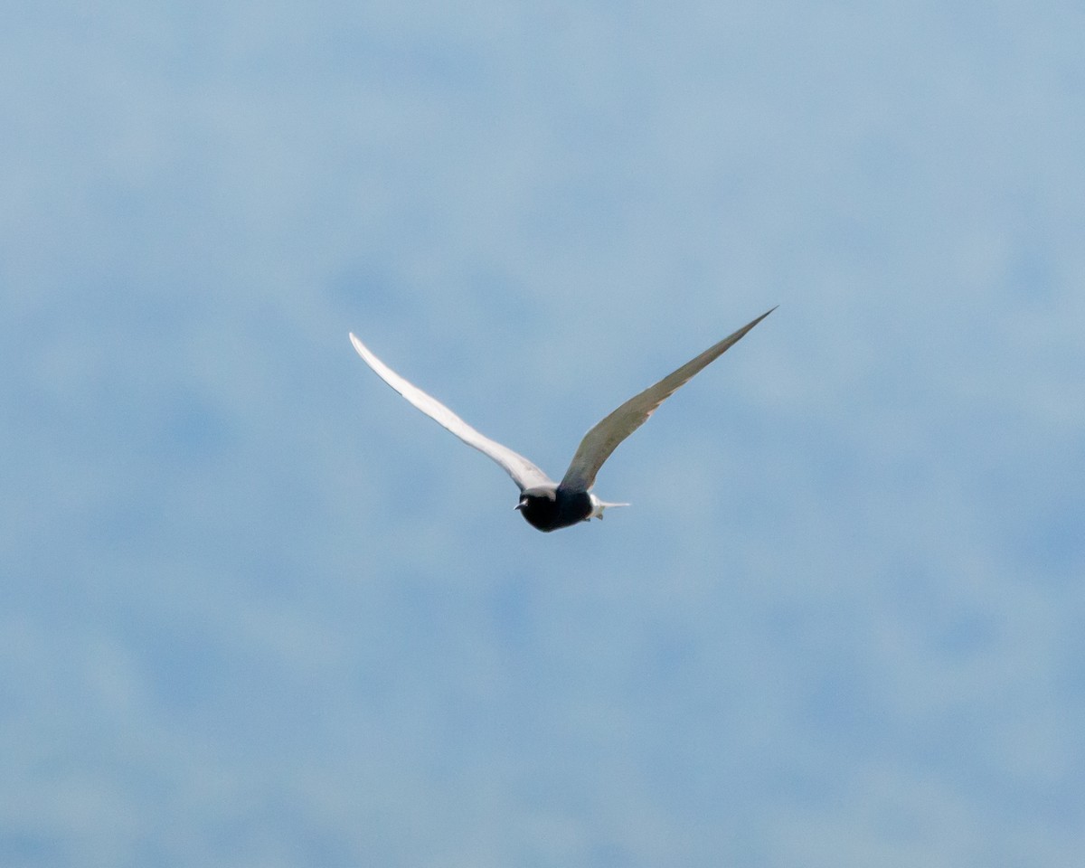 Black Tern - ML620004124