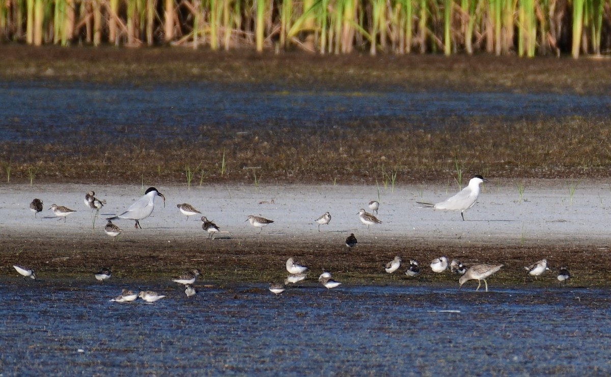 Gull-billed Tern - ML620004125