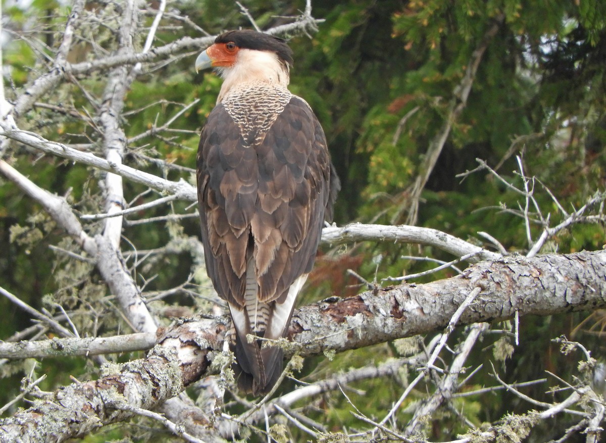 Caracara huppé - ML620004129