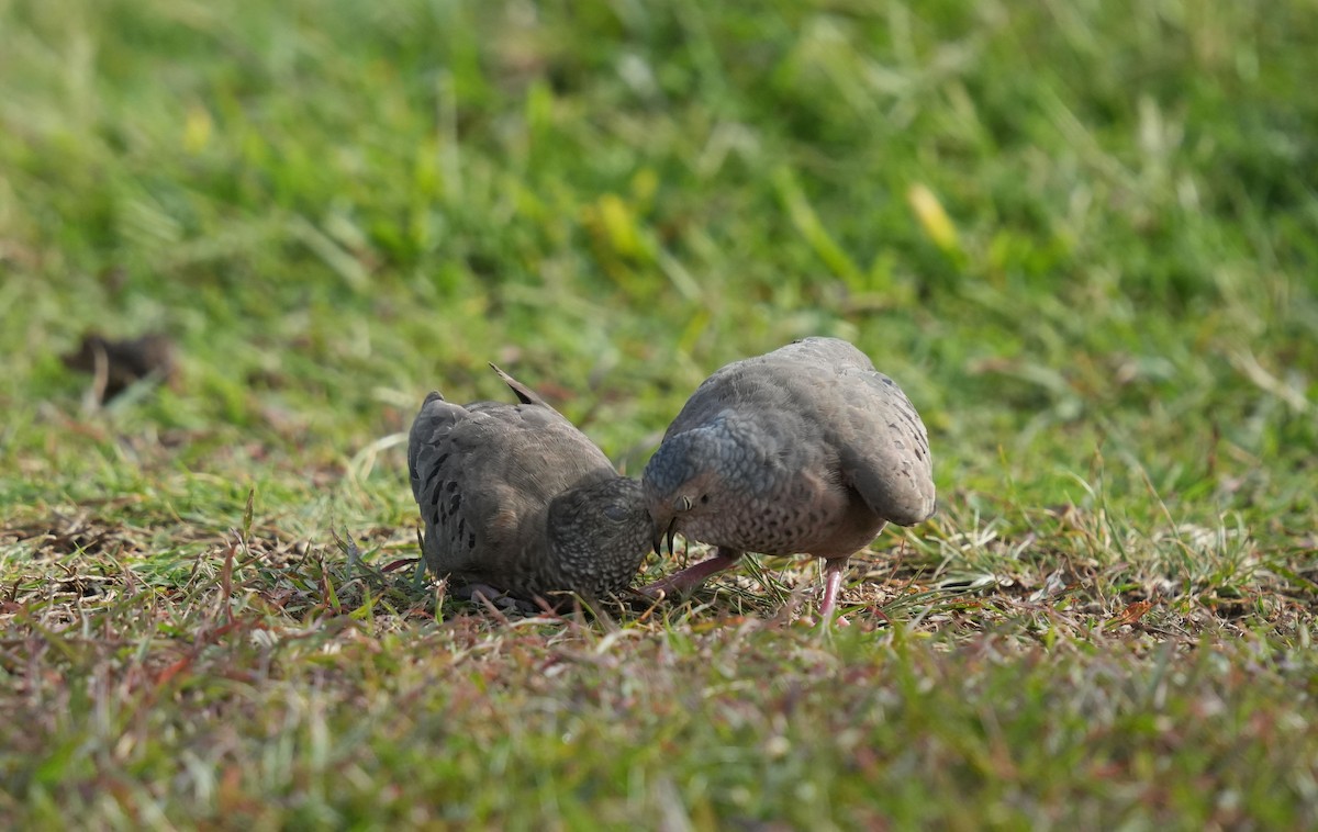 Common Ground Dove - ML620004146