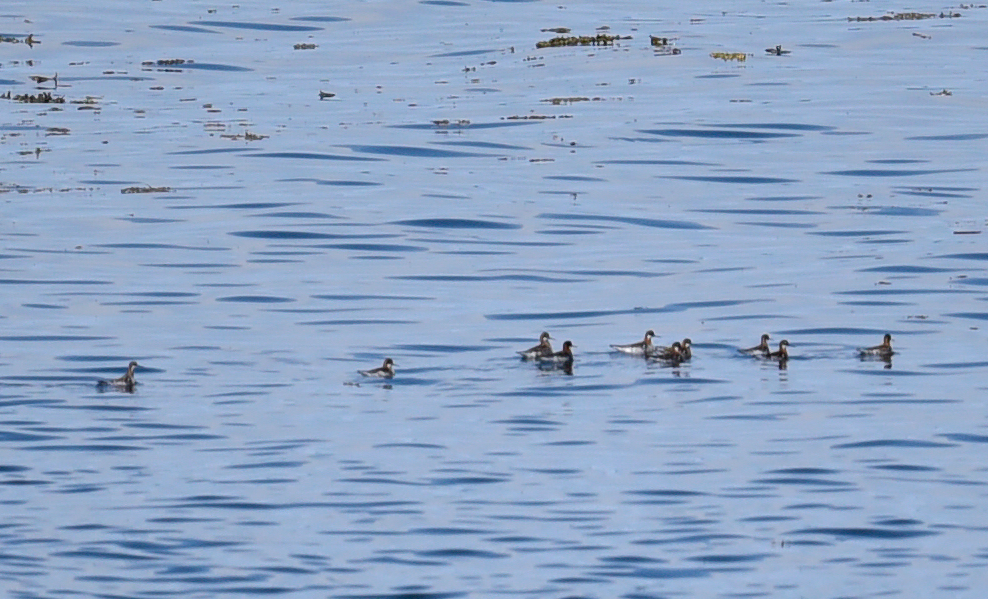 Phalarope à bec étroit - ML620004147