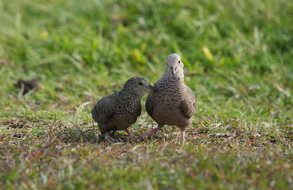 Common Ground Dove - ML620004148