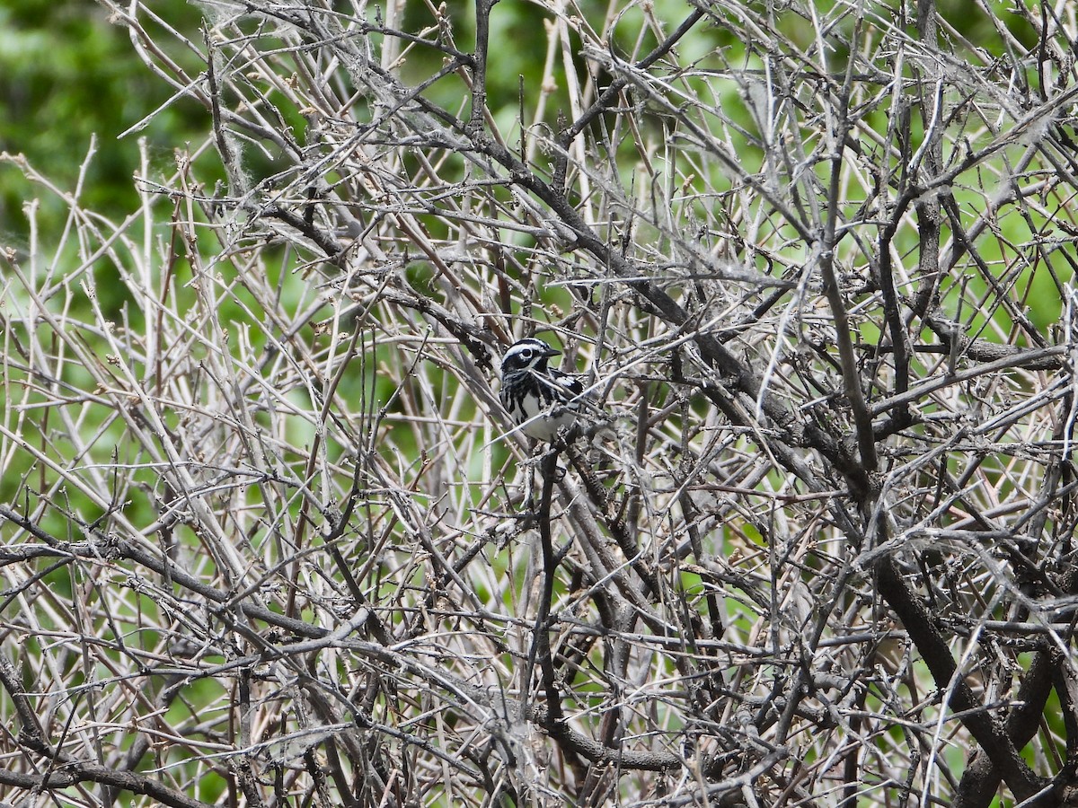 Black-and-white Warbler - ML620004150