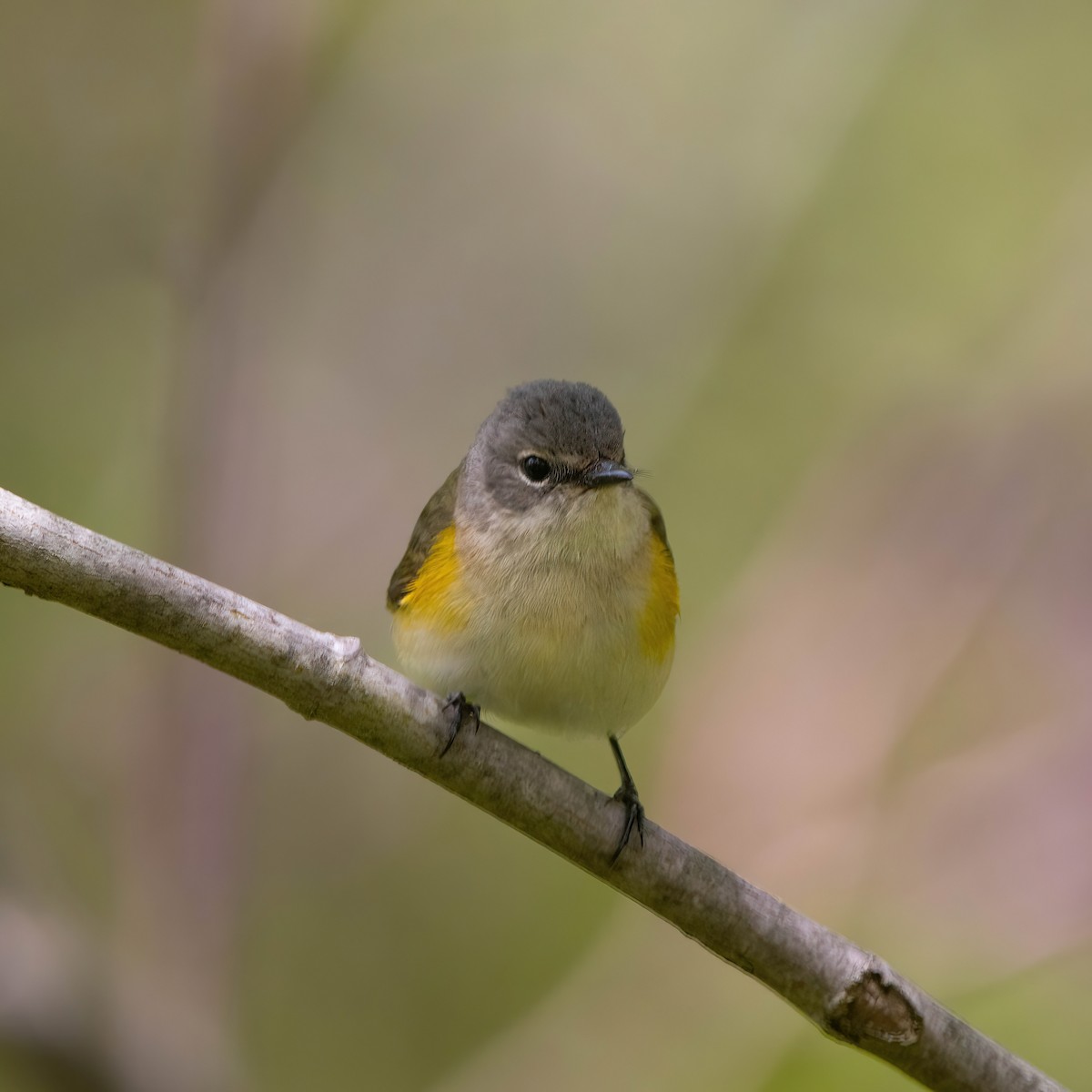 American Redstart - Krystyn Scrbic