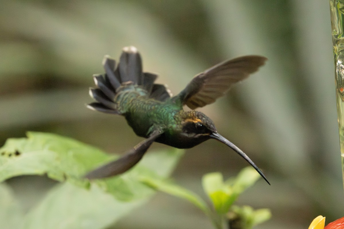 White-whiskered Hermit - ML620004155