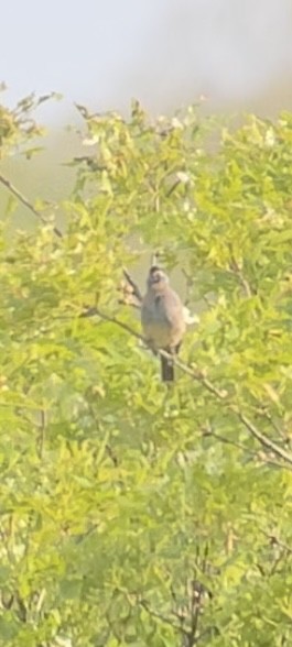 Blue Grosbeak - ML620004156