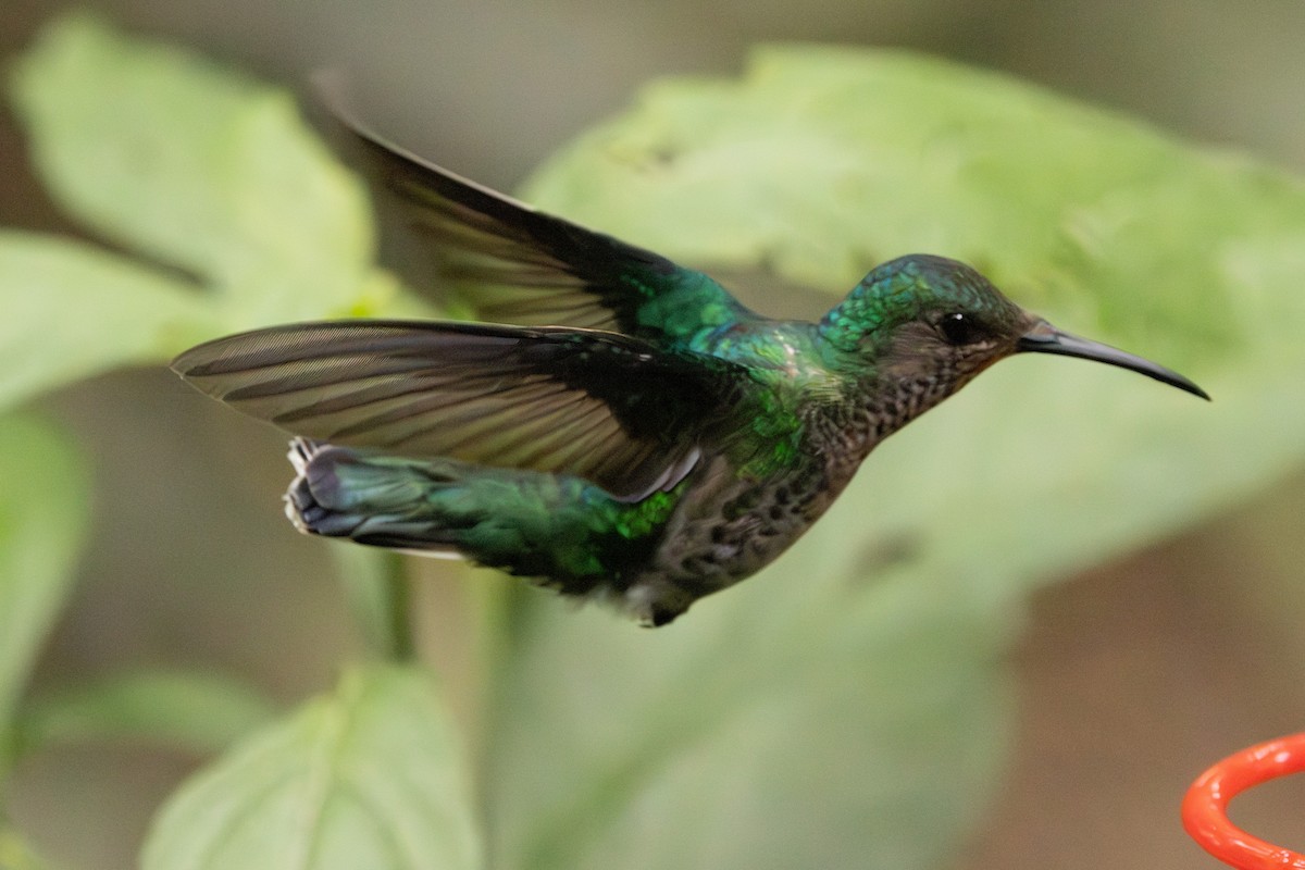White-necked Jacobin - Michael Cook