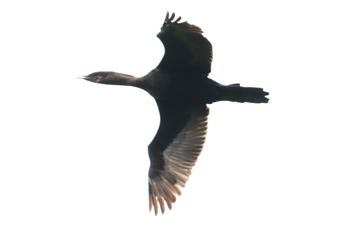 Neotropic Cormorant - ML620004163