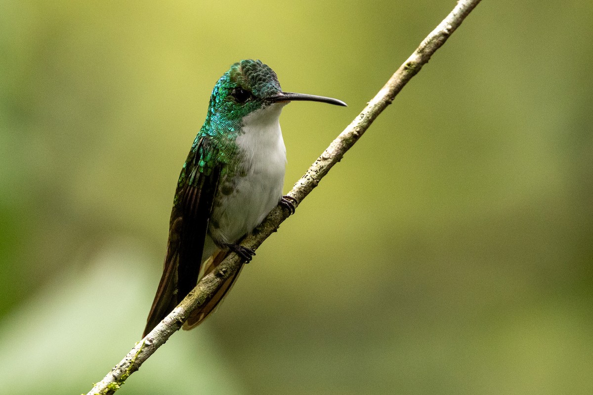 kolibřík andský - ML620004167