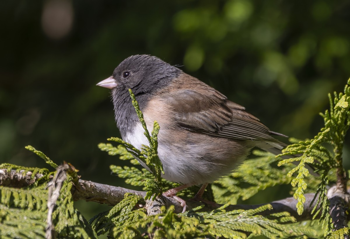 Dark-eyed Junco - ML620004169