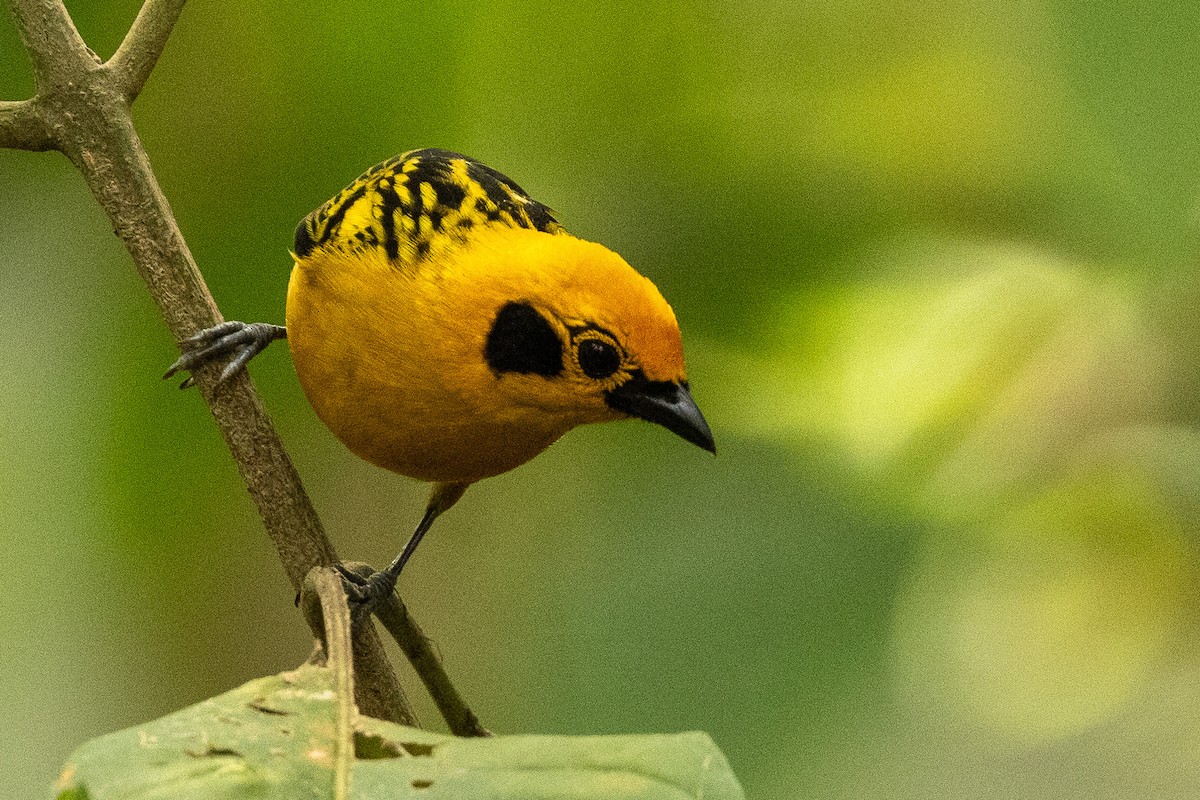 Golden Tanager - Michael Cook