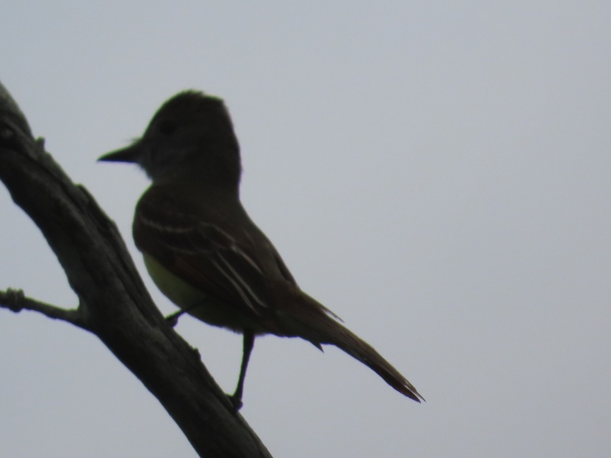 Great Crested Flycatcher - ML620004184