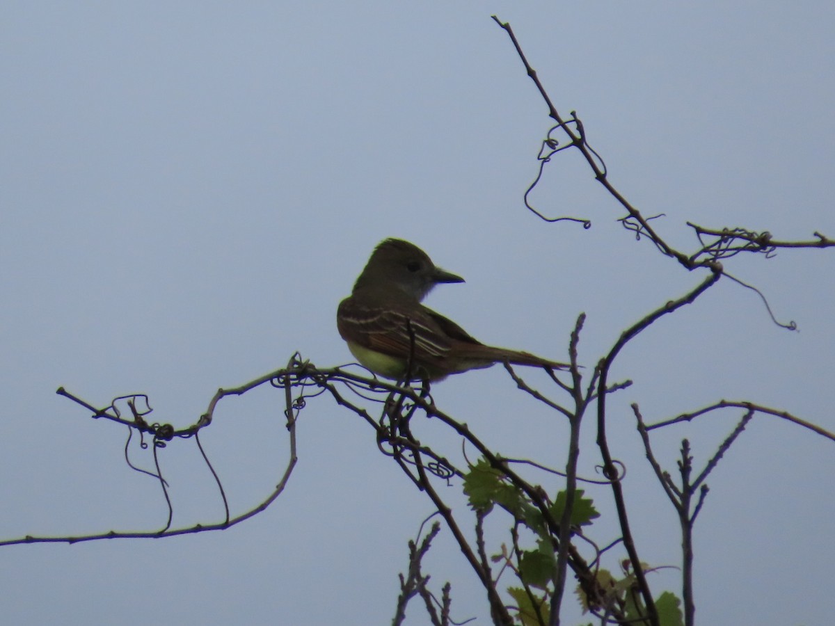 Great Crested Flycatcher - ML620004185