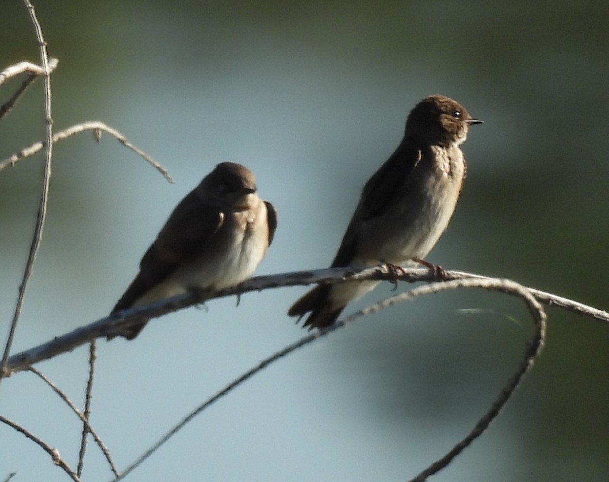Northern Rough-winged Swallow - ML620004191