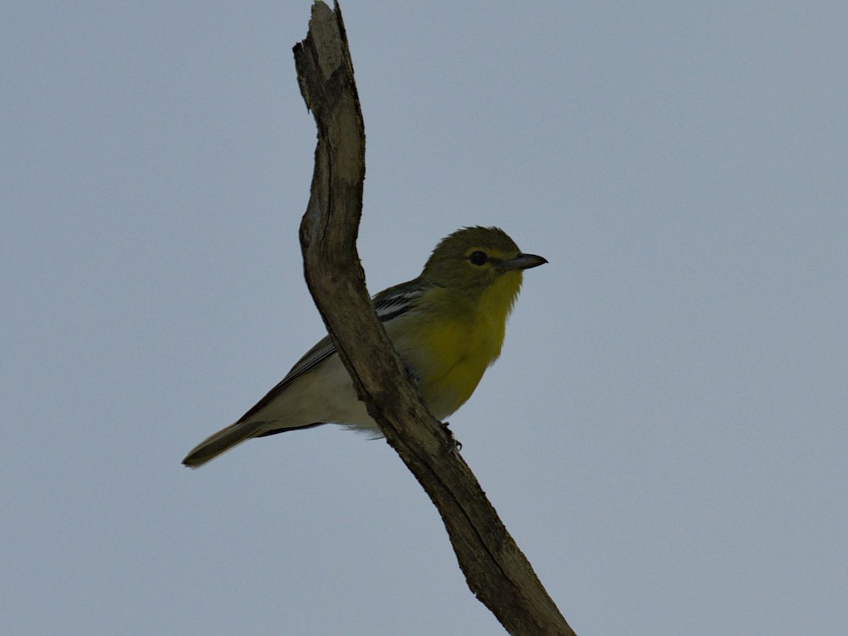 Viréo à gorge jaune - ML620004195