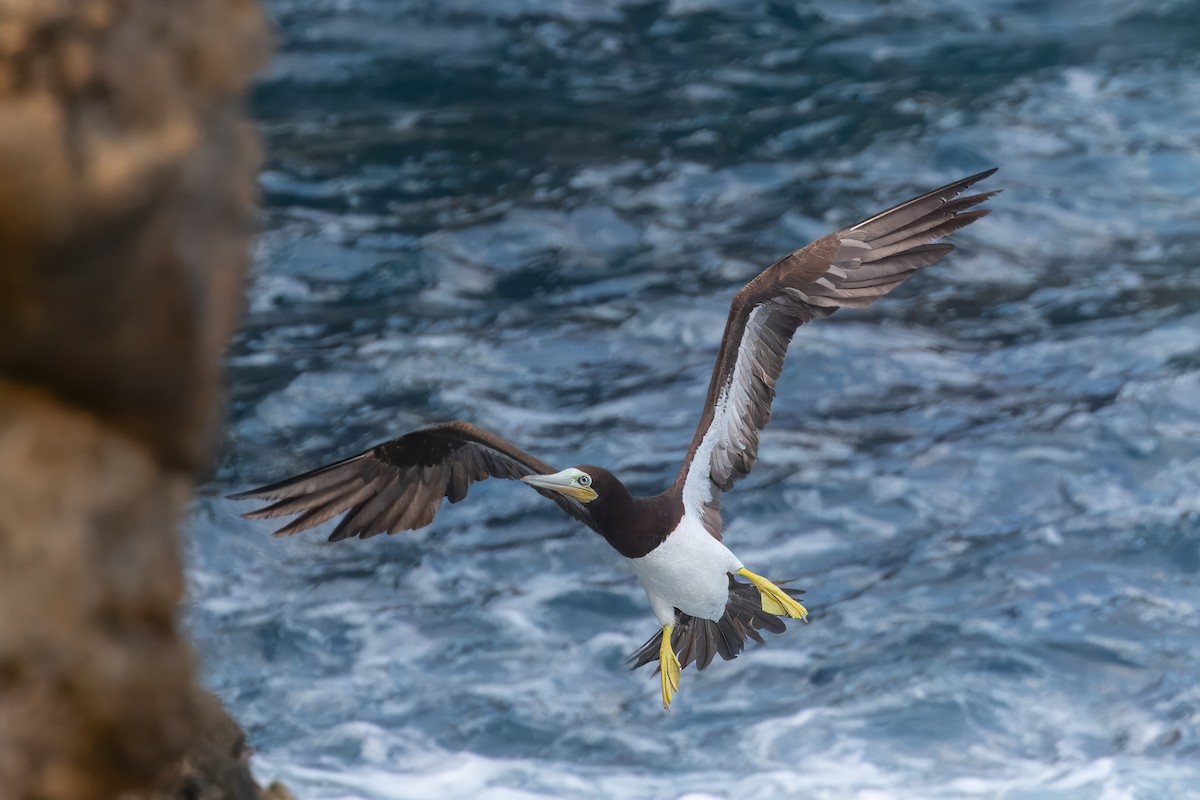 Brown Booby - ML620004209