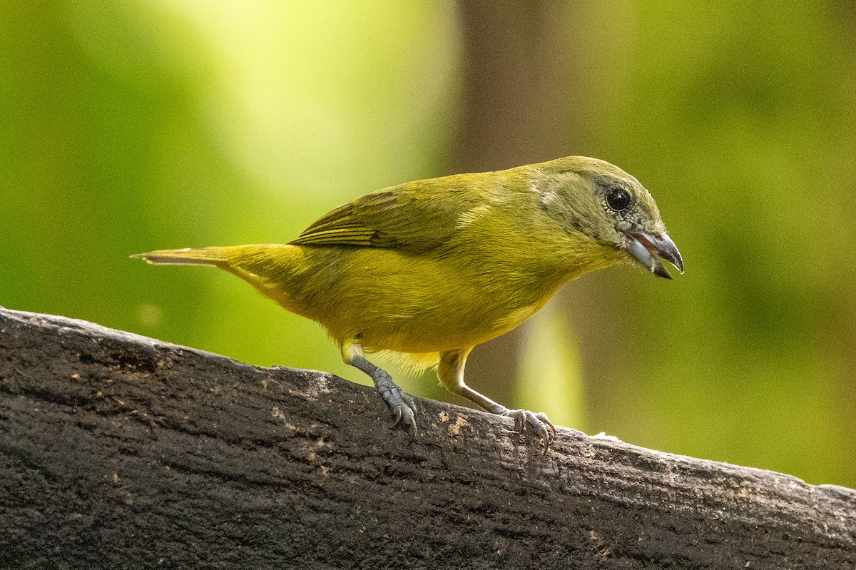 Thick-billed Euphonia - ML620004212