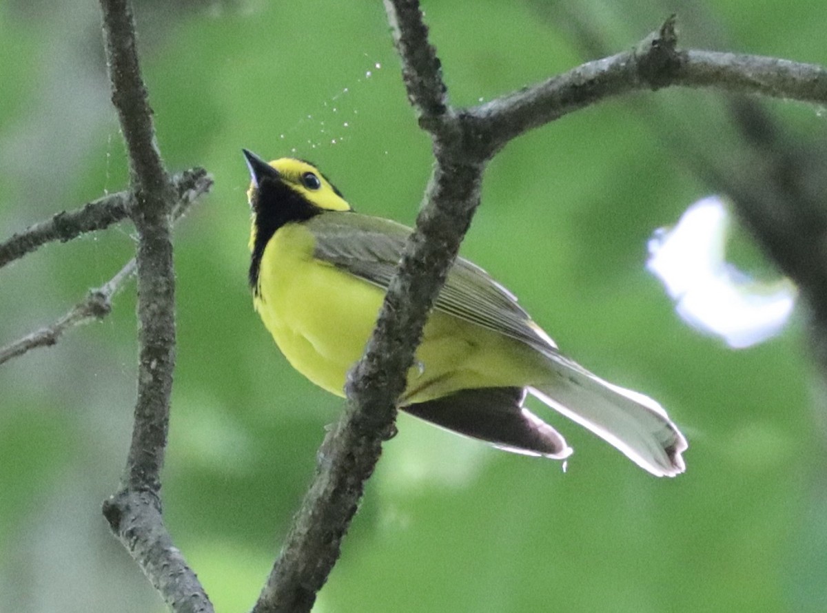 Hooded Warbler - ML620004214