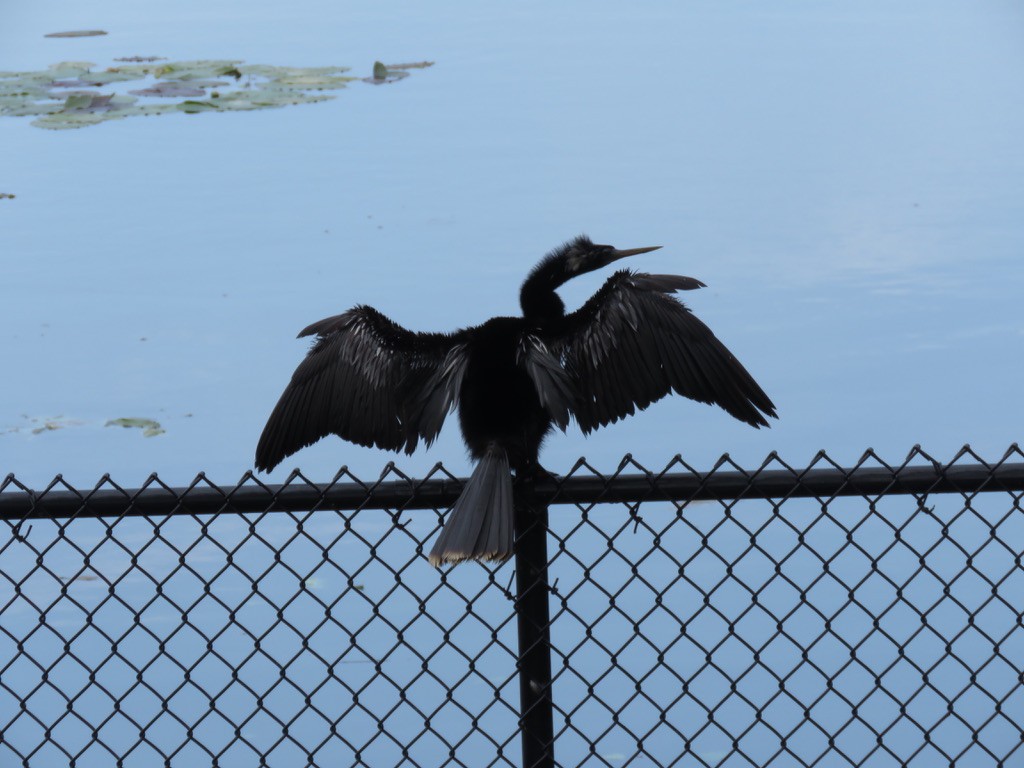 Anhinga Americana - ML620004215