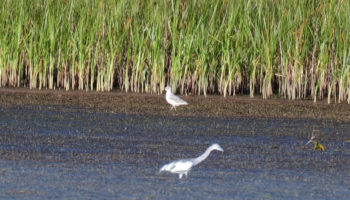 Mouette de Bonaparte - ML620004216