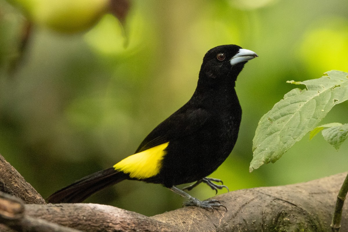 Flame-rumped Tanager - ML620004220