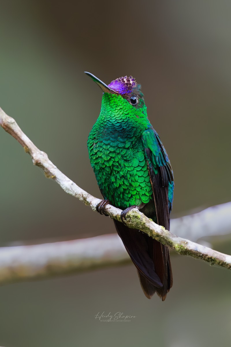 Violet-capped Hummingbird - ML620004227