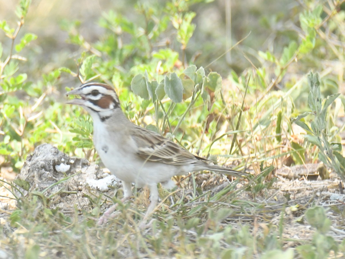 Lark Sparrow - Leonardo Guzmán (Kingfisher Birdwatching Nuevo León)