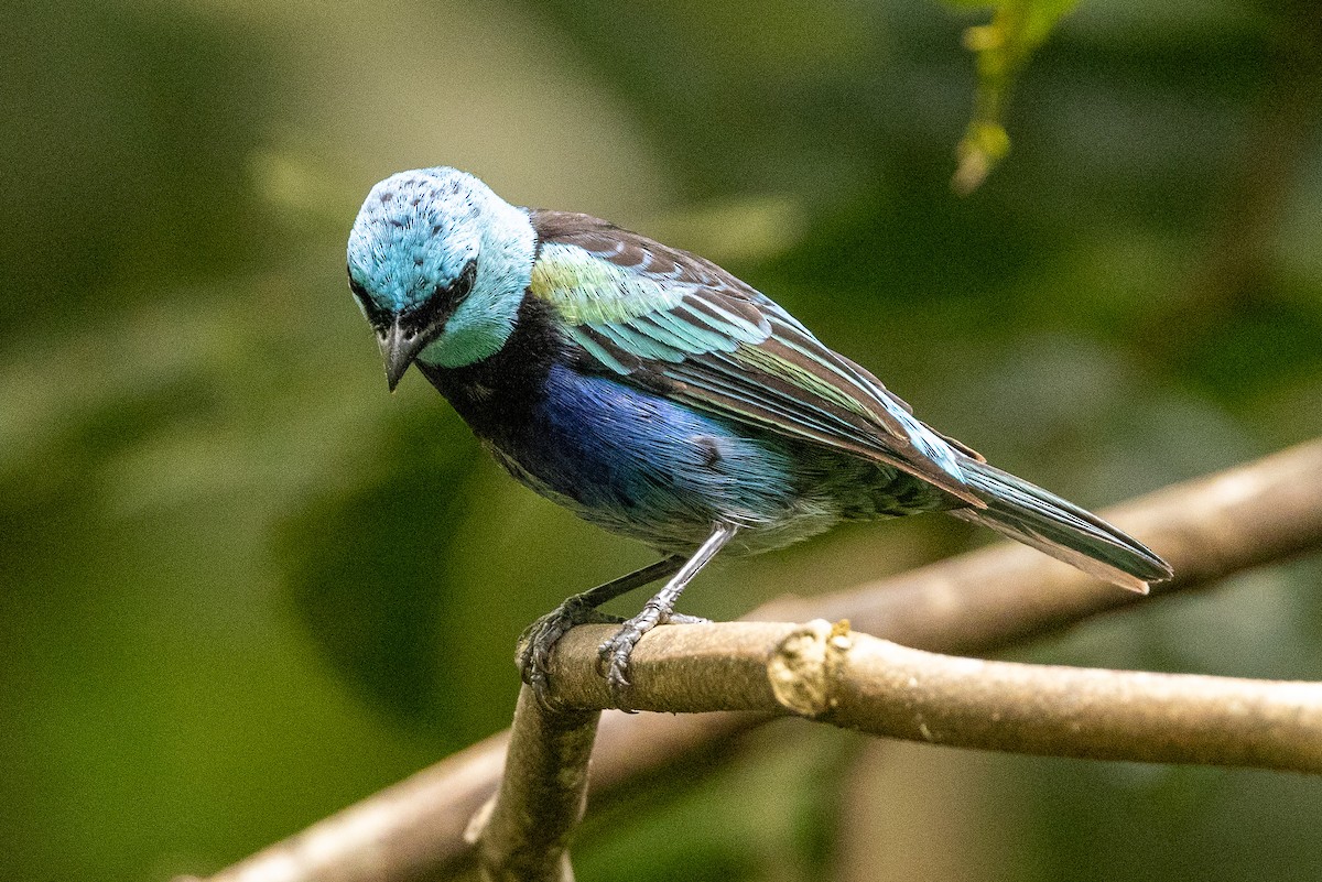 Blue-necked Tanager - ML620004235