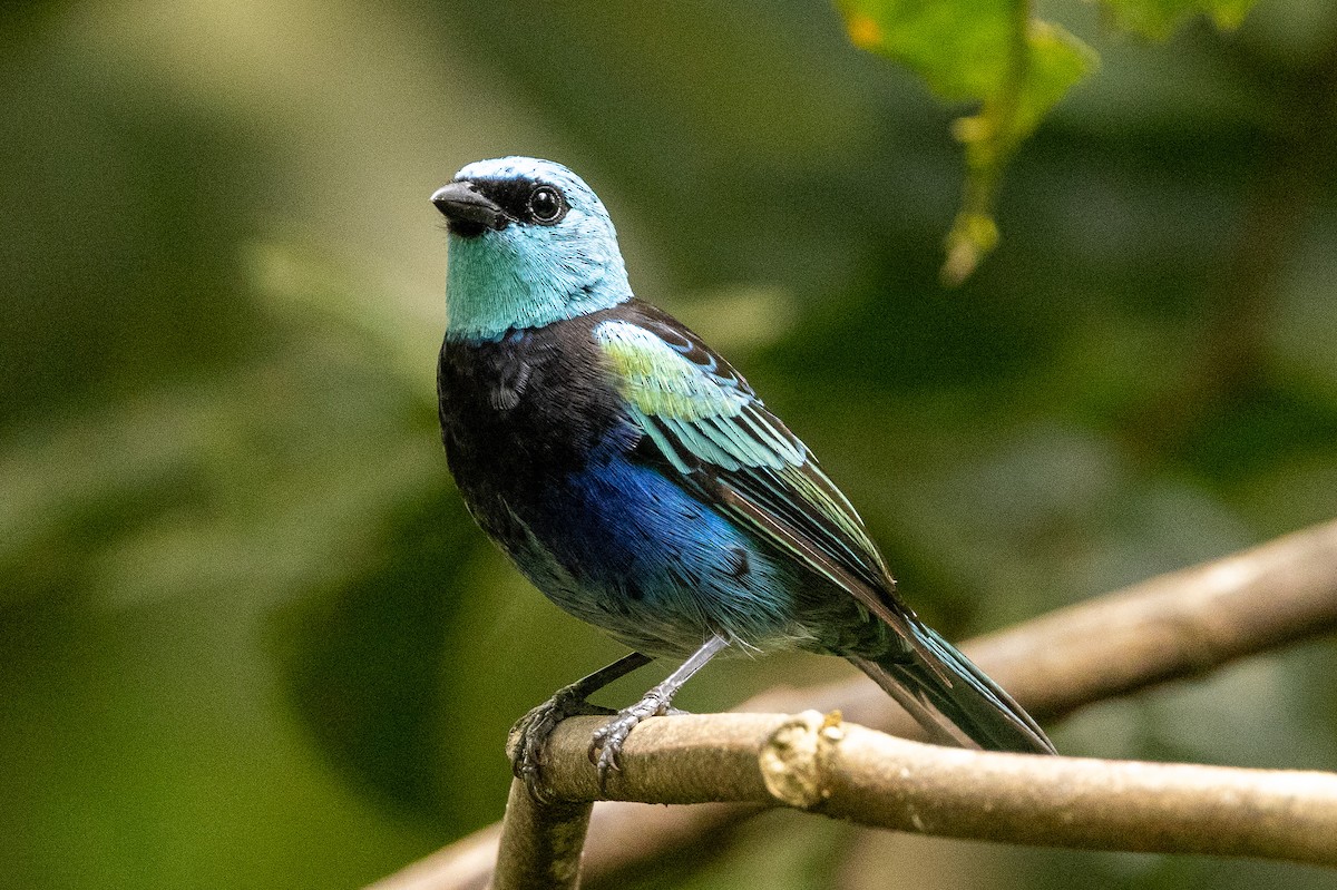 Blue-necked Tanager - ML620004236