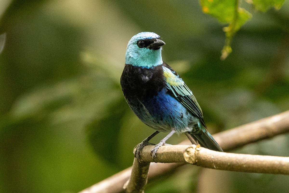 Blue-necked Tanager - ML620004237